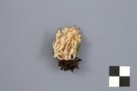 Clavulina coralloides image